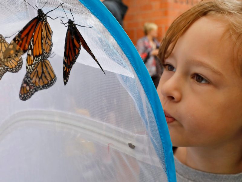 Benny Prado looks at monarch butterflies during the Monarch Butterfly & Pollinator Festival held in 2018.