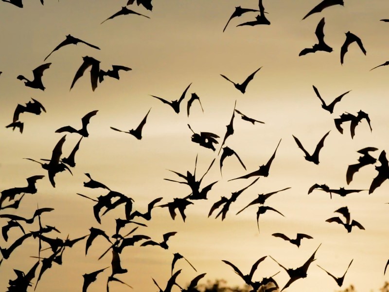 The Bracken Bats fly from their cave for 3-4 hours of feeding. Photo by Kathryn Boyd-Batstone.