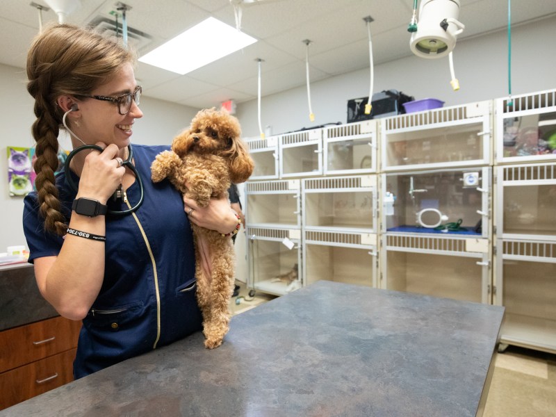 Samantha Peterson prepares to checkup Winnie, a two year old, miniature poodle at Alamo Hills Animal Hospital.