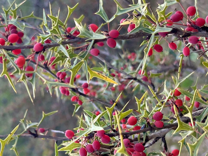 Agarita berries throughout the Texas Hill Country are having a record year, this bush is pictured from Mason County.