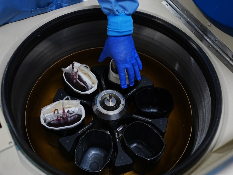 Bags of full blood are being placed in a centrifuge to separate plasma, platelets and red blood cells.