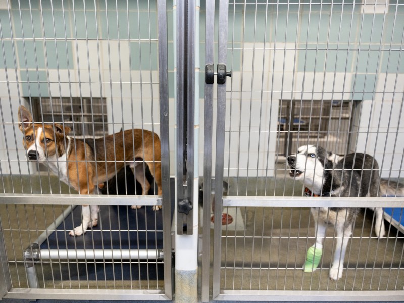 Kennels at the city's Animal Care Services facilities hold dogs that typically have from 72 hours to five days before being put on an euthanasia list.