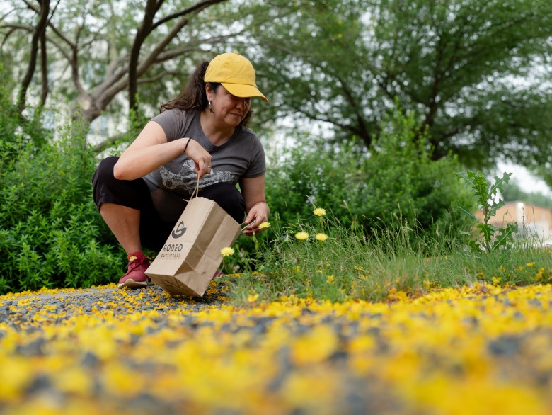 An attendee of Audrya Flores' workshop at Confluence Park picks up blossoms from a palo verde tree for the temporary plant-based sculpture they are creating. 