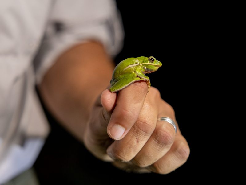 Wildlife biologist Jeremiah McKinney holds a green tree frog at Cibolo Creek.