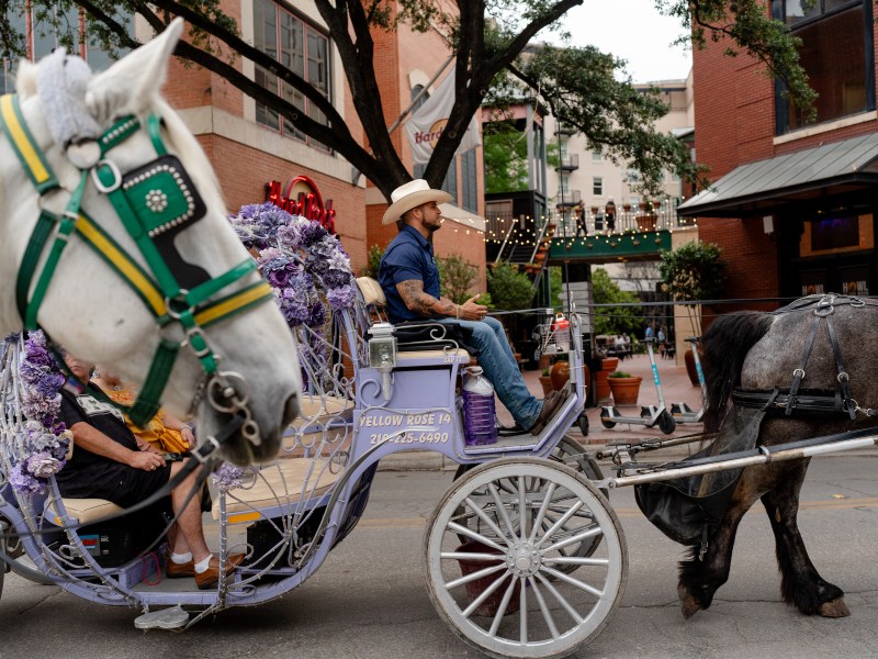 Luis Garcia drives a horse-drawn carriage on West Crockett Street downtown.