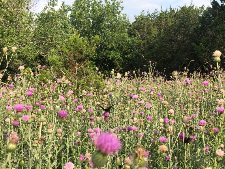 Thistles and other wildflowers bloom near the park's entrance.