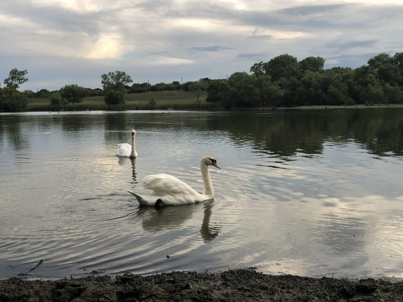 Swans glide across the lake at Converse North Park.