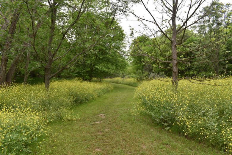 Golden flowers of bastard cabbage line both sides of the trail at several places in late March.