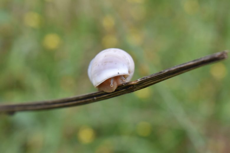 A snail peeks out from under its shell along the Nature Trail at John James Park.