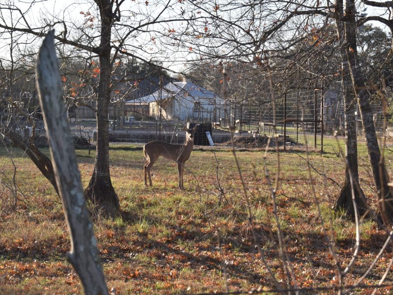 A deer stops while walking in front of the children's vegetable gardens near the former Voelcker Homestead at Phil Hardberger Park.