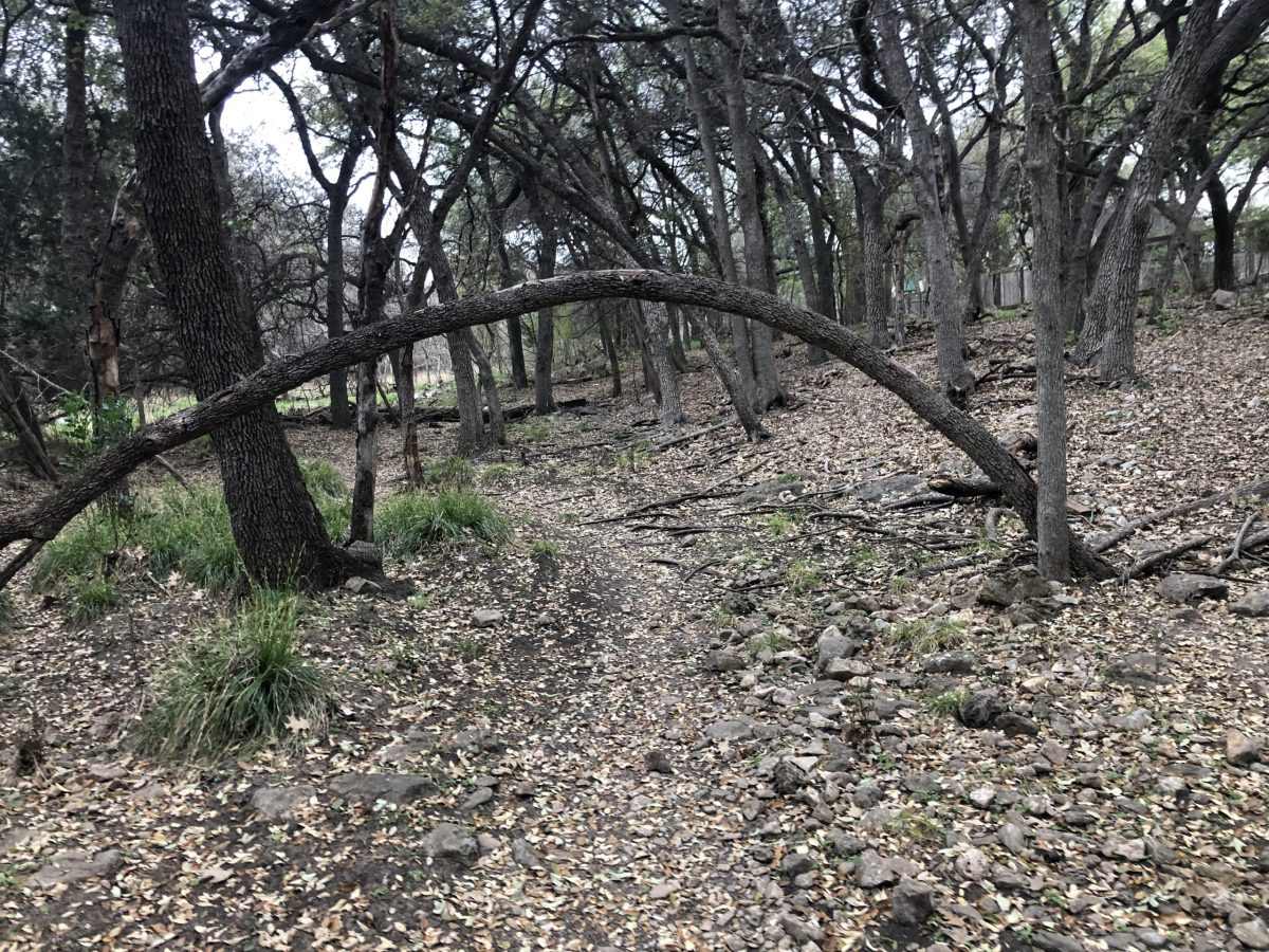 Mountain bikers should be wary of low-hanging branches and limbs at head-height.