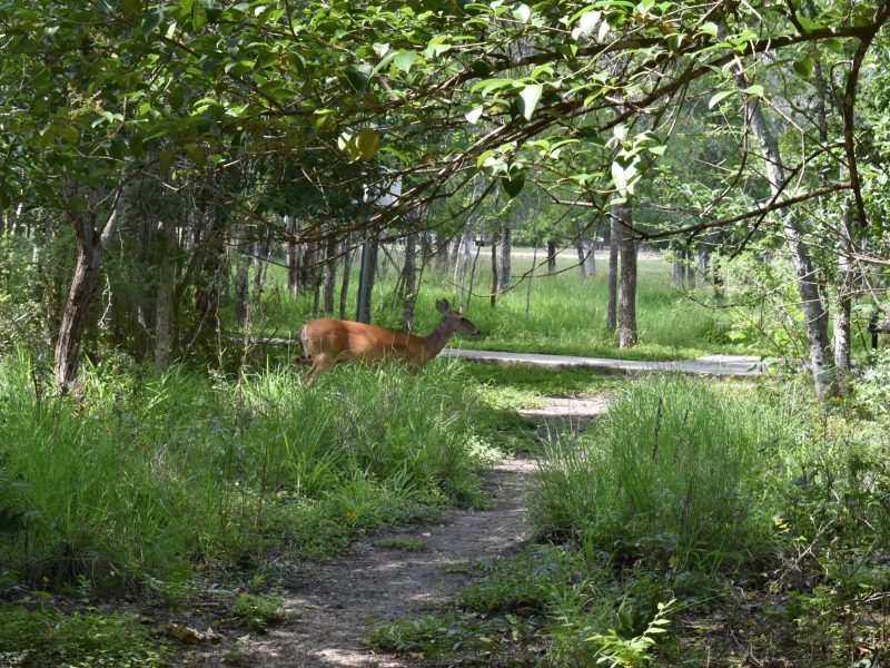 A doe crosses the Great Horned Overlook trail at Woodcrest Nature Park