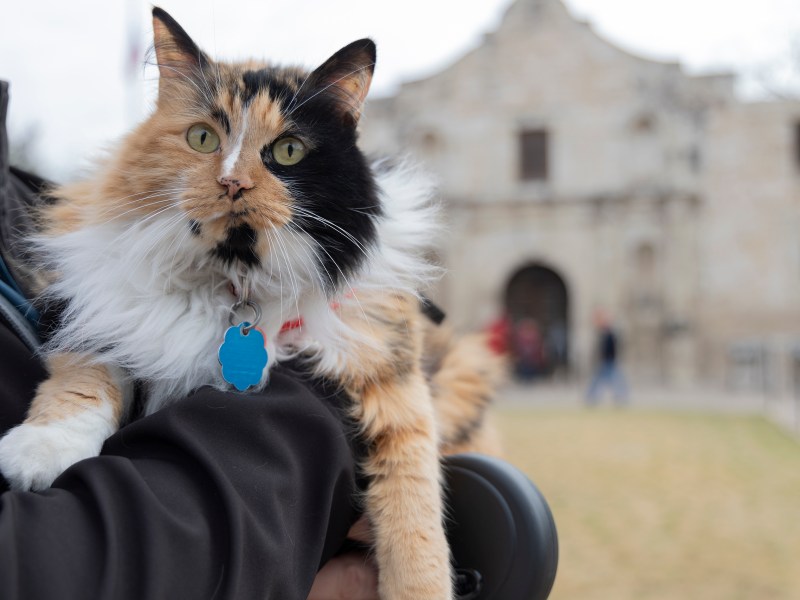 Bella, a seven-year-old calico cat, is held for a photograph in front of the Alamo on Friday.