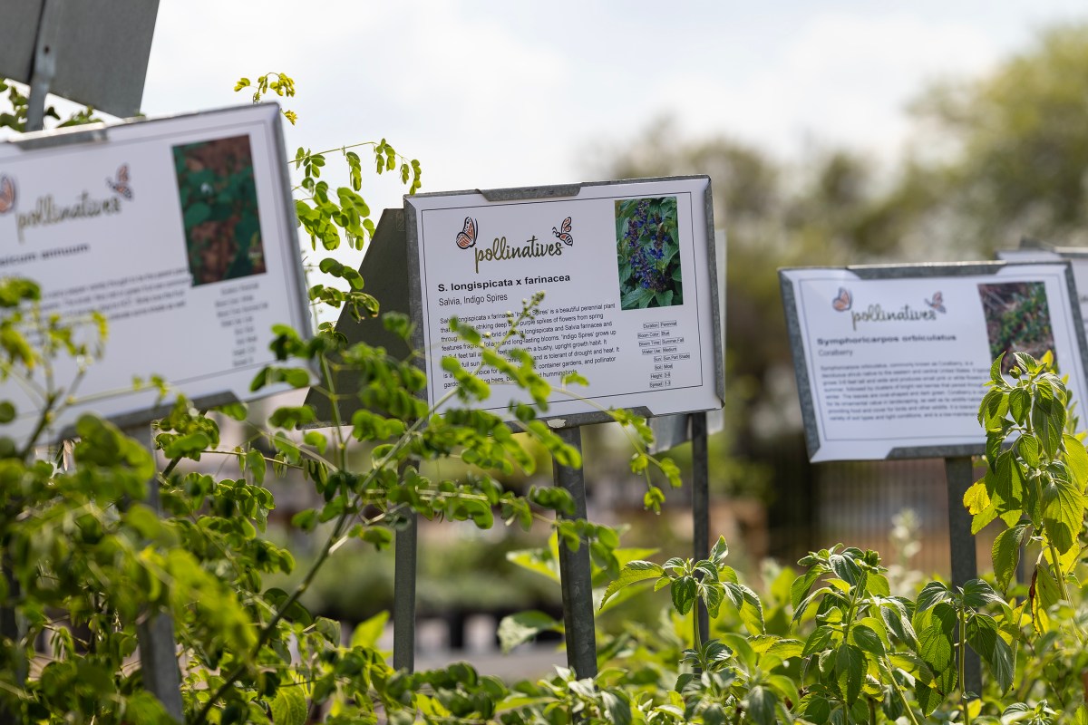 Pollinatives offers a selection of plants native to Texas, which will better withstand the high temperatures compared to nonnative plants.