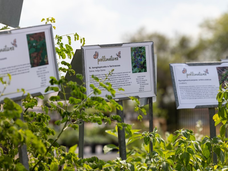 Pollinatives offers a selection of plants native to Texas, which will better withstand the high temperatures compared to nonnative plants.