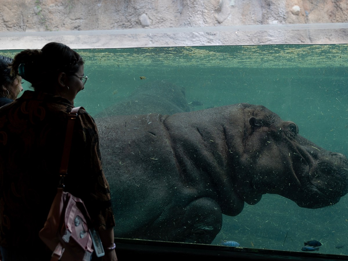 Families explore and learn together at the San Antonio Zoo in June.