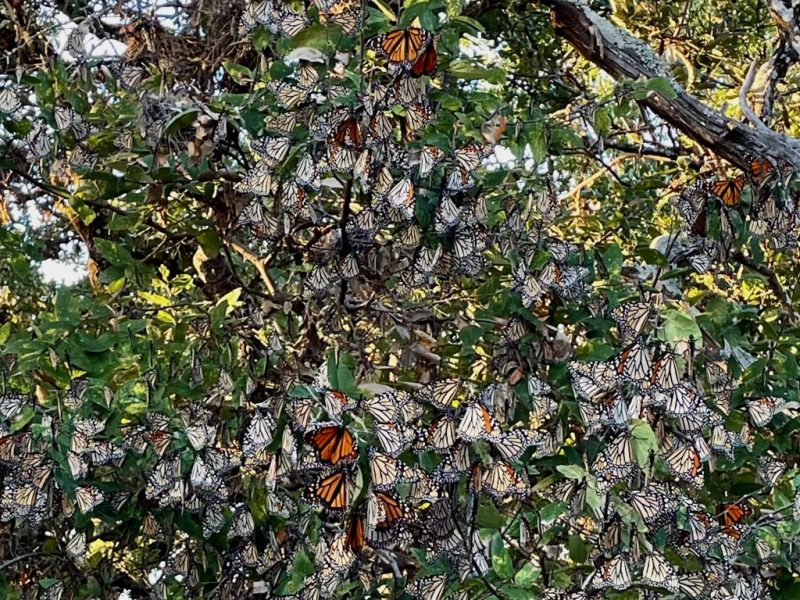 monarch butterfly roost