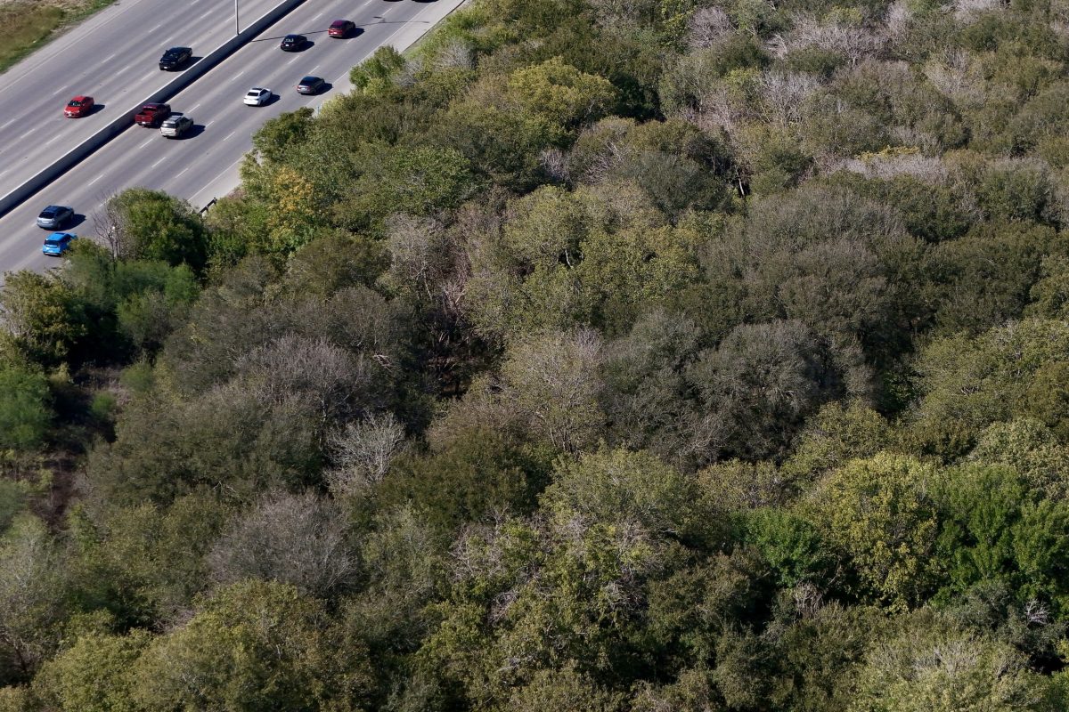 An aerial view of Olmos Basin Park shows a dense canopy sprinkled with dead trees following exceptional drought conditions.