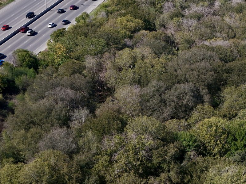 An aerial view of Olmos Basin Park shows a dense canopy sprinkled with dead trees following exceptional drought conditions.