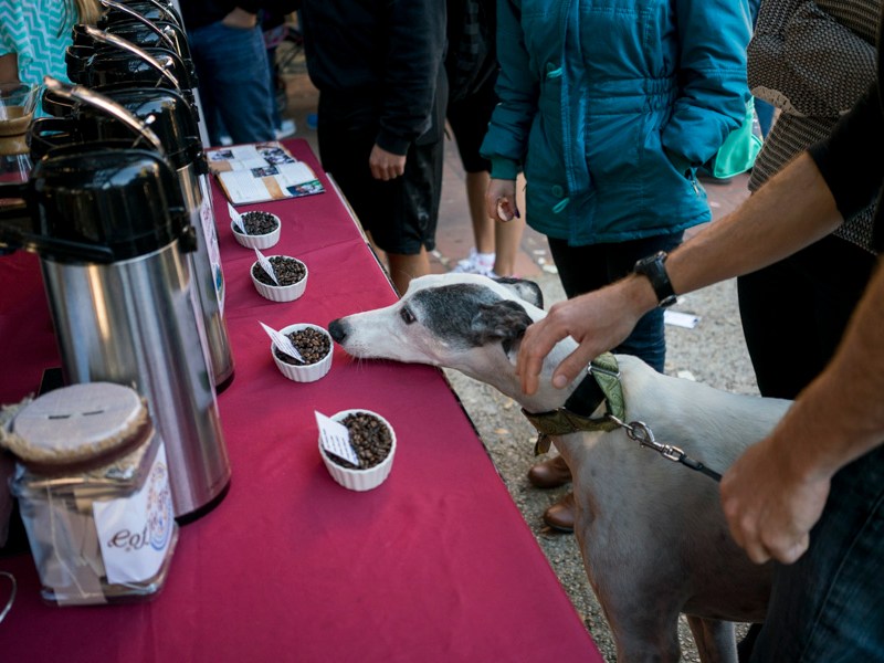 Many pet owners brought their dogs to the festival to enjoy the sunshine, coffee, and live music. Photo by Kathryn Boyd-Batstone.