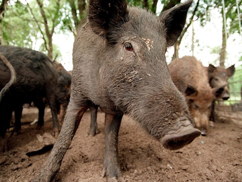 Feral hogs like these at Roger McMillin's ranch near Stephenville, Texas, cause millions of dollars of damage each year in Texas. (Photo by Rodger Mallison/Fort Worth Star-Telegram/Tribune News Service via Getty Images)