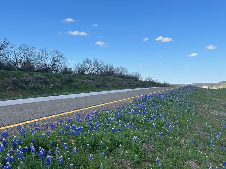 Bluebonnets line U.S. Highway 87 in March 2024 between Mason and Fredericksburg in the Texas Hill Country.