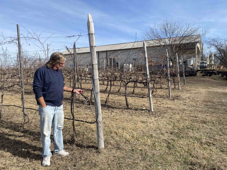 Former Grayson winemaking student Jackson Anderson checks on the Wine King grape variety cultivated by T. V. Munson at his Square Cloud Winery in Gunter.