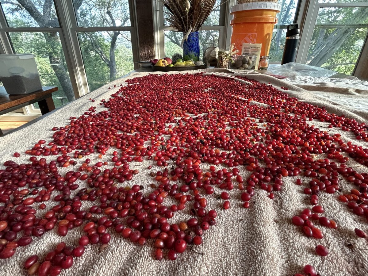 Agarita berries harvested from the Texas Hill Country.