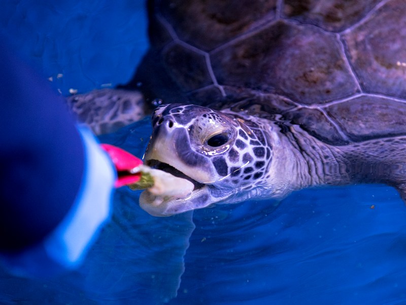 A green sea turtle swims eats veggies at Sea Life San Antonio on Wednesday.