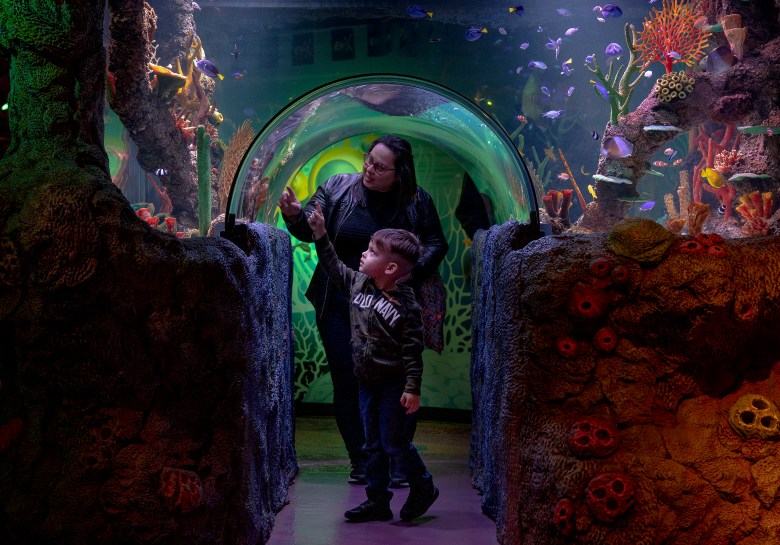 Aiden Camacho, 4, points out a Pacific blue tang fish, a real-life Dory, to Christina Lebron at Sea Life San Antonio.