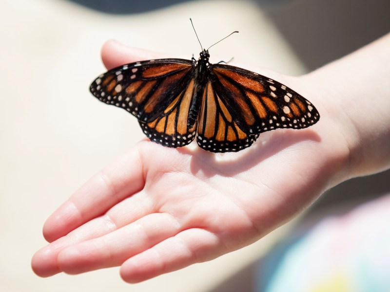 A monarch butterfly rests on a child’s hand during the Monarch Butterfly and Pollinator Festival at Confluence Park on Saturday.