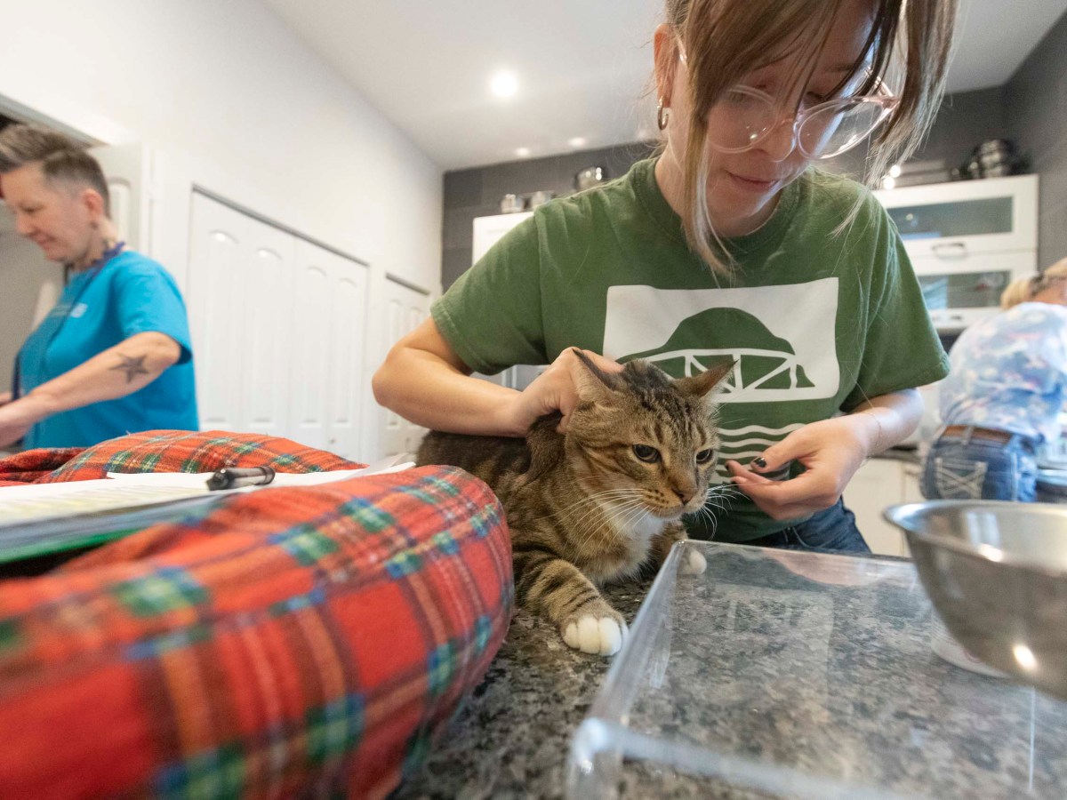 Emily Drisch feeds Footbridge Foundation's office cat, Pearsall, 8, her daily allergy medicine in the kitchen.