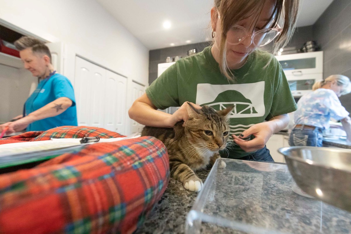 Emily Drisch feeds Footbridge Foundation's office cat, Pearsall, 8, her daily allergy medicine in the kitchen.