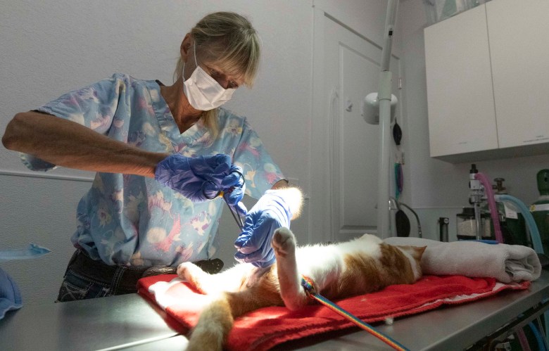 Stephanie Barker, Footbridge Foundation veterinarian, performs a neutering surgery on a rescued cat.