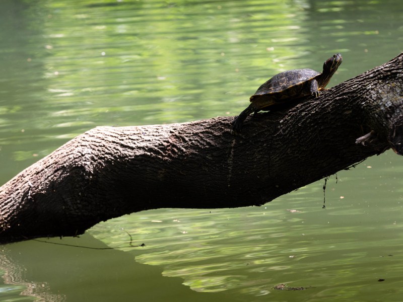 A turtle suns on a tree in the San Antonio River stretch along the River Road neighborhood.