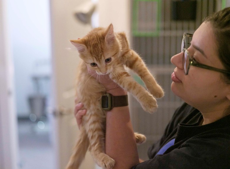 Ale Rubio, a vet tech with Footbridge Foundation, holds up Lasagna, an eight-week female orange tabby.