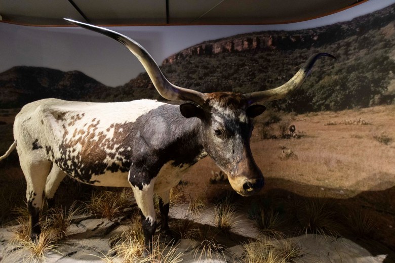 A large display of a Texas Longhorn greets visitors in the main rotunda at the Institute of Texan Cultures.