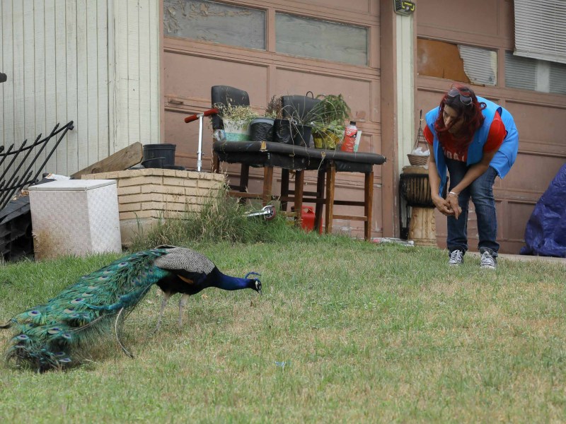 Racquel Gonzales feeds a male peacock outside of her home near the Medical Center.