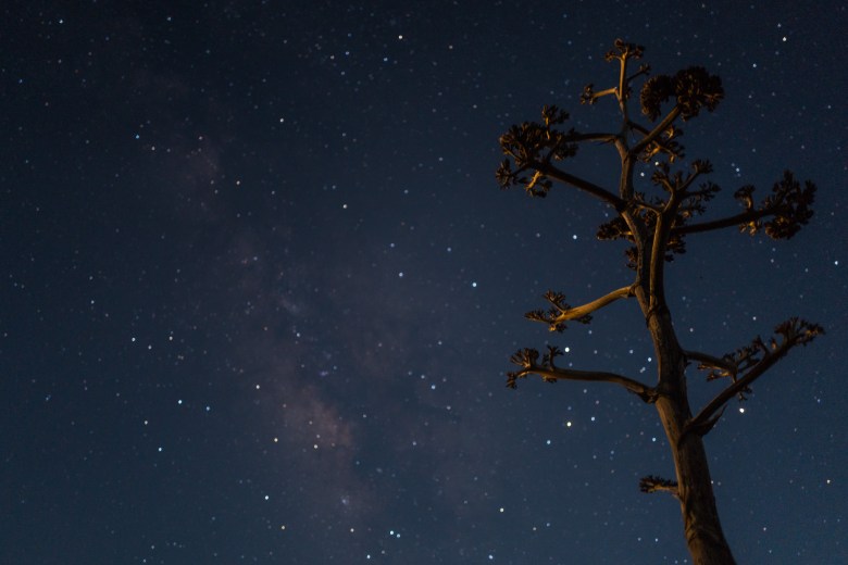 A native plant near the Marfa Lights Viewing Center.