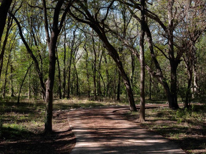 An aerial view of Olmos Basin Park shows a dense canopy sprinkled with dead trees following exceptional drought conditions.