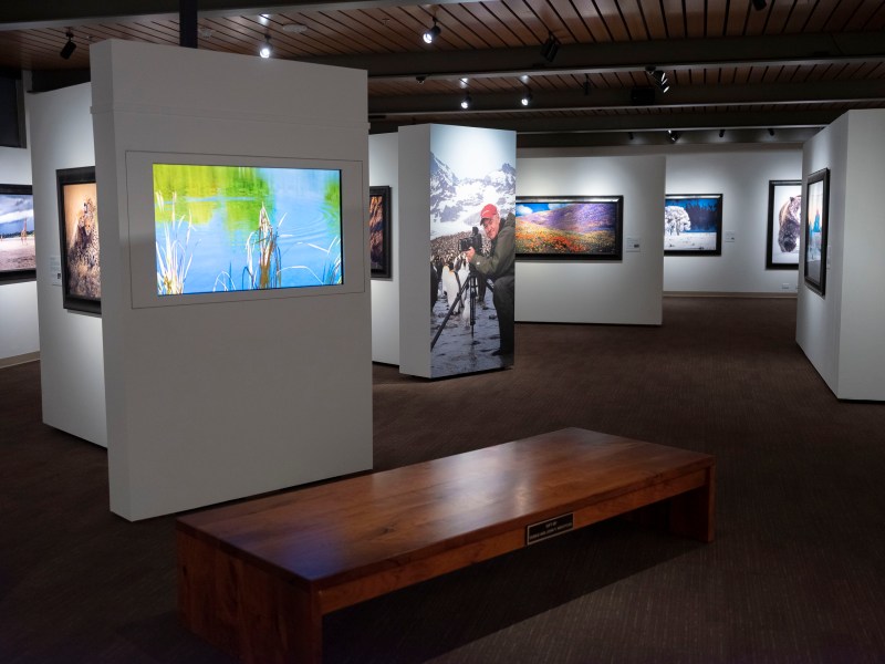 Thomas D. Mangelsen A Life in the Wild will be exhibited at the Briscoe Western Art Museum through January 29, 2023.