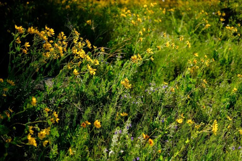 Wild daisies are in full force North of Loop 1604 along US Highway 281.