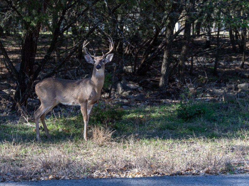 A buck inside Shady Oaks on February 25, 2020.